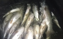Vụ cá chết dọc sông Mã: Đình chỉ 4 cơ sở xả thải xuống sông
