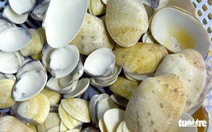Vỏ sò, vỏ ốc: nguyên liệu tuyệt vời, thanh lịch và rất dễ dàng tìm thấy