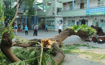 'Cây xanh đô thị khó nhận biết dấu hiệu nguy hiểm'