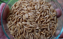 Tìm lại hạt gạo tiến vua