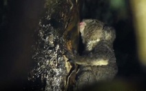 Phát hiện bất ngờ loài koala uống nước từ cây
