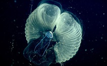Những sinh vật khổng lồ lọc nước đại dương