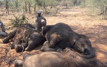 Bí ẩn hơn 150 con voi chết chưa rõ nguyên nhân