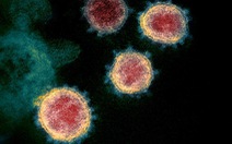Đại dịch kéo dài, con người liệu có phát triển khả năng kháng virus corona?