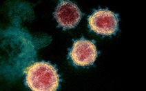 Phát hiện mới về kháng thể corona gây xôn xao giới khoa học