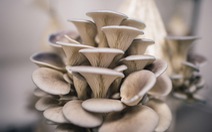 Trung Quốc công bố phát hiện mới về nguồn gốc của nấm sò
