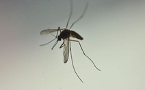 Muỗi không thể lây truyền virus SARS-CoV-2 sang người