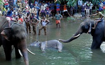 Voi mang thai chết vì ăn trái cây nhét pháo bên trong