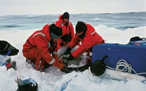 Các nước giảm nghiên cứu ở Nam Cực để ngăn virus corona 'đột nhập'