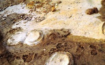 Phát hiện hóa thạch sinh vật biển Cúc đá 200 triệu năm tuổi ở Tây Nguyên
