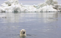 Gấu Bắc Cực sắp biến mất vĩnh viễn khỏi Trái đất