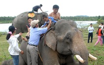 Tha cho voi, ngắm thôi là đủ!