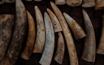 Singapore tiêu hủy 9 tấn ngà voi bằng nghiền nát và thiêu rụi