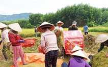 Xúc động cảnh hàng xóm chung tay gặt lúa giúp gia đình bị cách ly tập trung