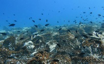 Hệ sinh thái đại dương 'đang bên bờ vực sụp đổ' do nước biển ấm lên