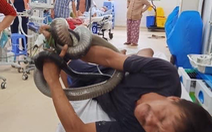 Rắn hổ mang chúa 2,5m cắn người, người ôm luôn rắn vô bệnh viện cấp cứu