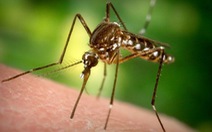 Tiểu bang Mỹ thả 750 triệu con muỗi đực biến đổi gen để diệt muỗi cái