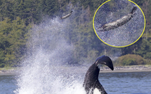 Bị cá voi sát thủ hất tung lên cao 13m, hải cẩu vẫn may mắn thoát được