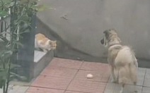 Clip xúc động: chú chó nhà tha thức ăn chia cho mèo hoang nhỏ