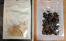Có gì trong các gói hạt giống bí ẩn gửi từ Trung Quốc?