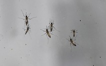 Phát hiện mới về hệ miễn dịch của loài muỗi giúp chống bệnh sốt rét