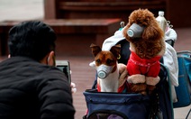 Nhật Bản: Phát hiện 2 chú chó cảnh dương tính với virus SARS-COV-2