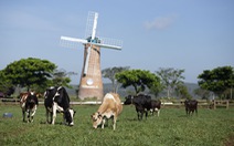 Hệ thống trang trại bò sữa Vinamilk tăng trưởng ấn tượng