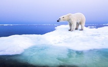 Khí hậu Bắc Cực 'đổi mới'