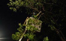 Đà Nẵng khẩn trương cắt tỉa cây xanh trước giờ bão số 5 đổ bộ