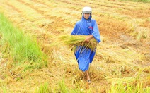 Nông dân hối hả gặt lúa sớm, phố cổ đốn bớt cây tránh bão