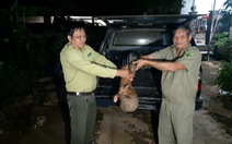 Người dân đuổi bắt con tê tê 10kg giao kiểm lâm thả về rừng