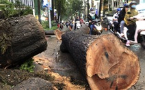 Cơ quan chức năng nói gì về vụ cây ngã đè chết người trên đường Nguyễn Tri Phương?