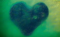 Ảnh 'đàn cá bơi thành hình trái tim' đoạt giải Bức ảnh của năm chụp bằng flycam