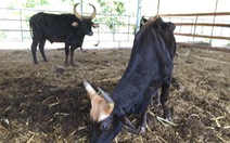 Giám đốc Trung tâm ứng dụng KH&CN nhận trách nhiệm để bò tót gầy trơ xương