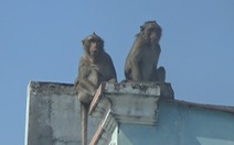Dự kiến gây mê để bắt đàn khỉ 'đại náo' khu dân cư ở quận 12
