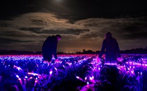 Dự án 'Grow' với cánh đồng phát sáng vào ban đêm tại Hà Lan