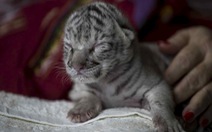 Hổ trắng hiếm có chào đời tại vườn thú Nicaragua