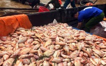 Mưa lũ, thủy điện xả nước dồn dập, hơn 750 tấn cá bè trên sông Đồng Nai chết trắng
