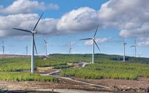 Cả ngàn MW điện gió chạy đua hòa lưới, chỉ 8% kịp hưởng ưu đãi giá 20 năm?
