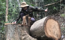 Giám đốc Sở NN&PTNT Quảng Ngãi: Để xảy ra phá rừng phòng hộ, trách nhiệm thuộc về tôi