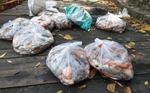 2 tấn cá chết trong hồ nước công viên Hoàng Văn Thụ