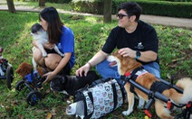 Cặp đôi vợ Việt chồng Tây làm xe lăn cho chó mèo khuyết tật ở Sài Gòn
