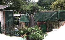 Cây xanh lớn bật gốc đè sập chuồng thú trong Thảo cầm viên Sài Gòn
