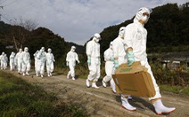 Nhật phát hiện ổ dịch cúm gia cầm 'độc lực cao'