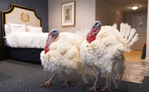 Hai con gà tây ở khách sạn hạng sang chờ ông Biden xá tội