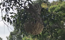Hàng chục cảnh sát giải quyết tổ ong vò vẽ khổng lồ trong Thảo cầm viên