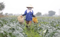 Nông dân Việt có thu nhập trung bình gần 3,6 triệu đồng/tháng