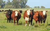Ngành bò thịt Argentina tìm giải pháp 'khai thông' xuất khẩu