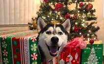 Những chú chó thích bài nhạc Giáng sinh nào nhất?