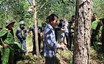Để mất hơn 777ha rừng, lãnh đạo sở nhận 'kiểm điểm rút kinh nghiệm'